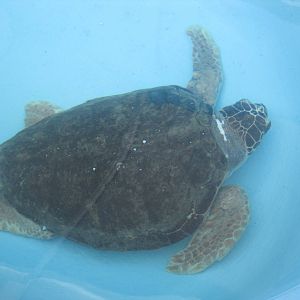 Loggerhead Sea Turtle
