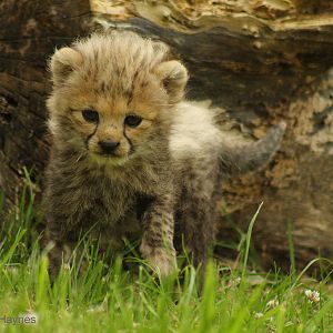 5 week old Northern Cheetah Cub (Acinonyx jubatus soemmeringii) 29th July 2