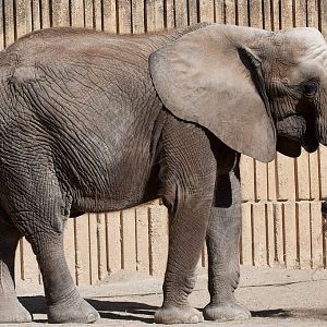 African Elephant