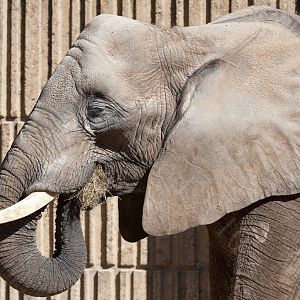African Elephant