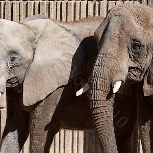 African Elephant