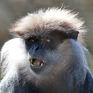 Purple Faced Langur