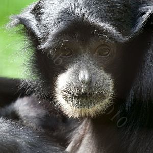 Siamang Gibbon