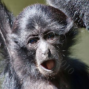 Siamang Gibbon
