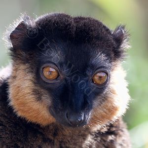 Collared Lemur