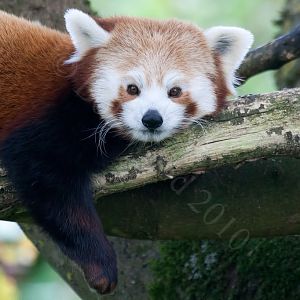 Red Panda