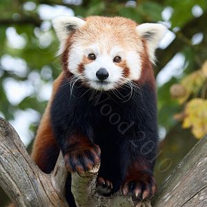 Red Panda