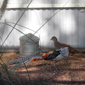 Lady Amherst Pheasants