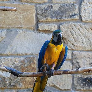 Blue and Yellow Macaw