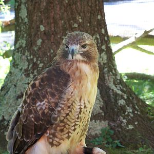Red Tailed Hawk