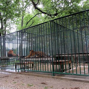 Tiger Cages
