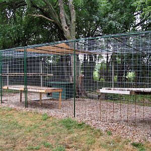 Mountain Lion Exhibit