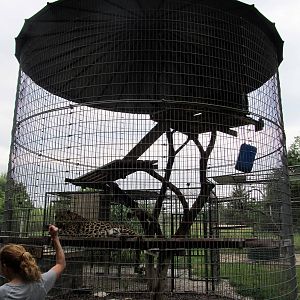 Leopard Exhibit