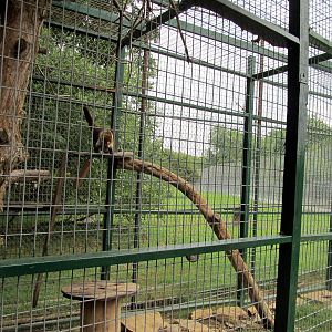 White-nosed Coati Exhibit