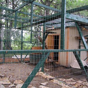 Serval/Caracal Exhibit