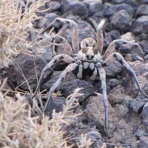 What is the name of this spider?