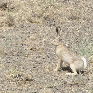 lepus europaeus