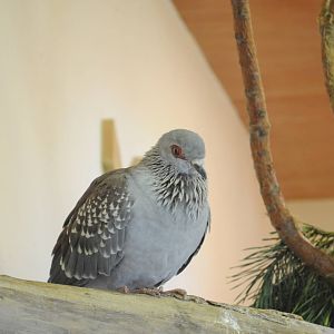 AFRICAN SPECKLED PIGEON