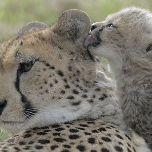 Cheetah mother and cub