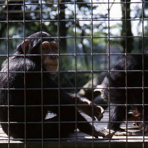Chimpanzees July 1985