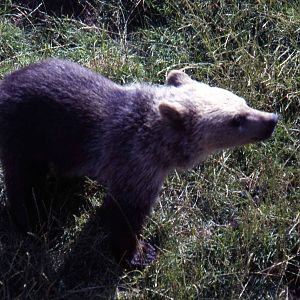 Brown bear cub