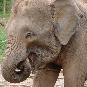 Borneo Pygmy Elephants