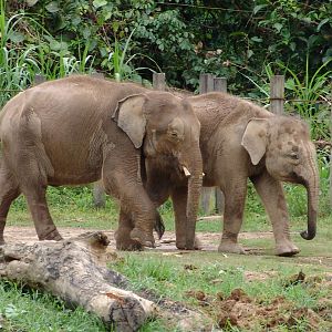 Borneo Pygmy Elephants