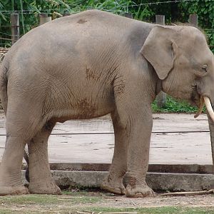 Borneo Pygmy Elephants