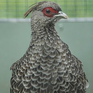 Kaji Pheasant