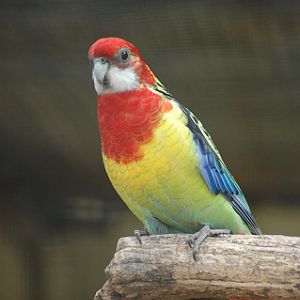 Eastern Rosella