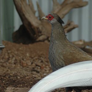 Silver Pheasant