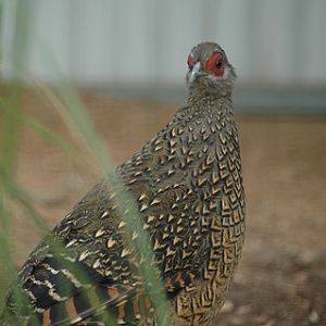 Swinhoes Pheasant