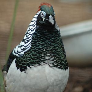 Lady Amherst's Pheasant