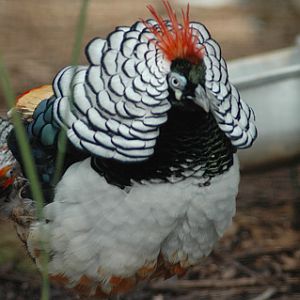 Lady Amherst's Pheasant