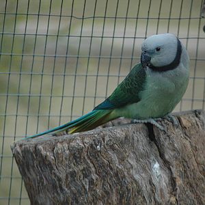 Malabar Parakeet