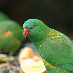 Scaly-breasted Lorikeet