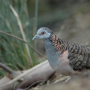 Bar-shouldered Dove