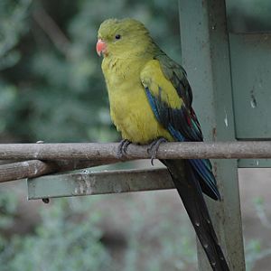 Regent Parrot