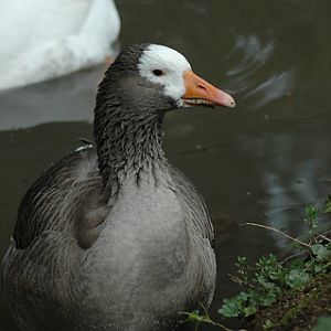 Greylag Goose