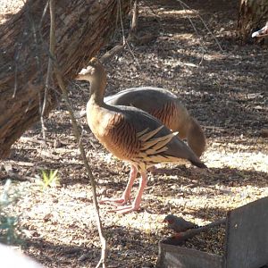 Plumed Whistling Ducks