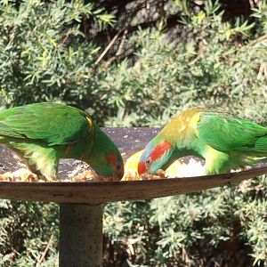 Musk Lorikeets