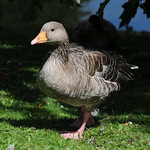 is this a greylag