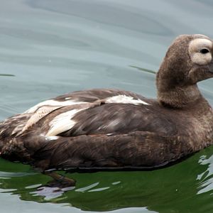 Spectacled eider; Blackbrook; 31st July 2011