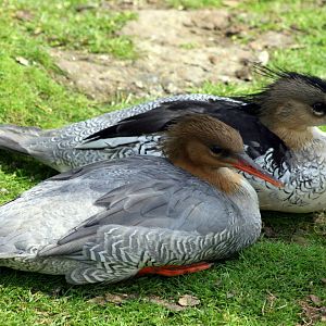 Chinese merganser; Blackbrook; 31st July 2011