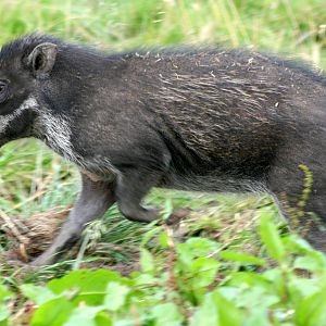 Visayan warty pig; Blackbrook; 31st July 2011