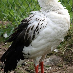 Andean Goose; Blackbrook; 31st July 2011