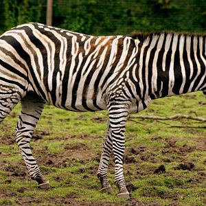 Plains zebra; Blackbrook; 31st July 2011