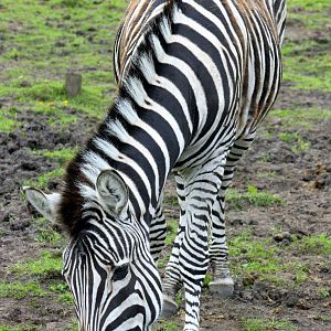 Plains zebra; Blackbrook; 31st July 2011