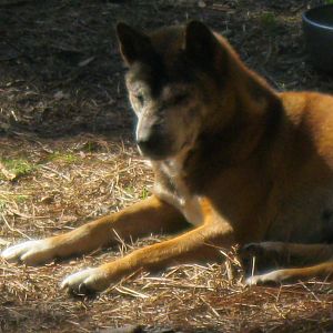 New Guinea Singing Dog
