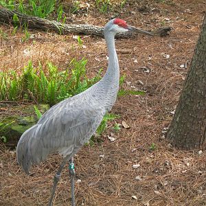 Sandhill Crane